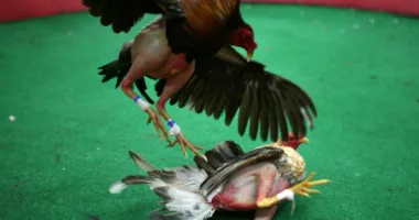 7 members of Alabama family sentenced in federal bust of "one of the largest cockfighting operations" in the U.S.