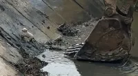 This is the nail-biting moment one lucky puppy was rescued from a river in central China, after being scooped up by a digger