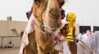 Football Fans Returning From Qatar Are To Watch Out For Camel Flu- What Is Camel Flu?