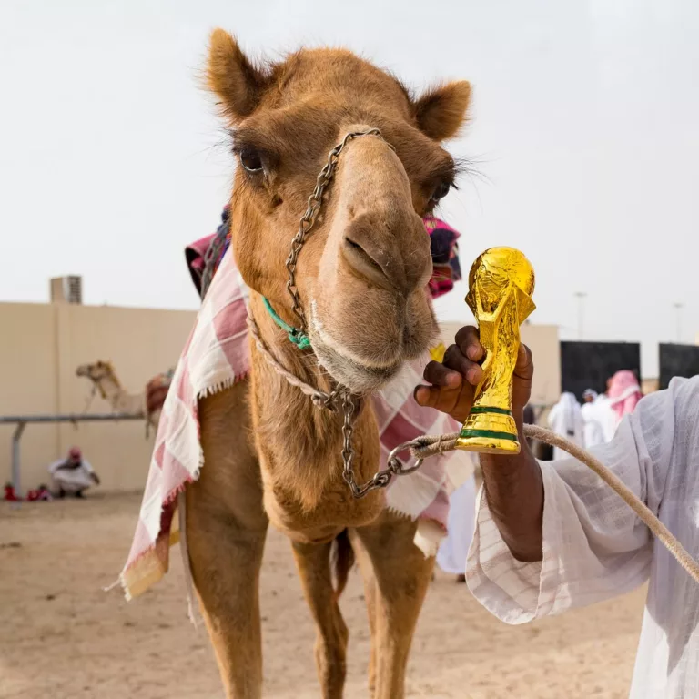 Football Fans Returning From Qatar Are To Watch Out For Camel Flu- What Is Camel Flu?