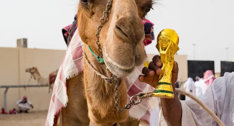 Football Fans Returning From Qatar Are To Watch Out For Camel Flu- What Is Camel Flu?