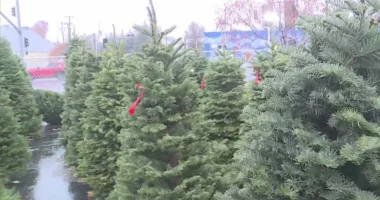Christmas trees are even pricier this year. Here's why.