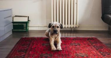 How To Clean Up Dog and Cat Vomit From Carpet