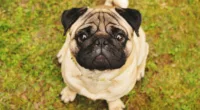 Noodle, 'No bones day' pug on TikTok, dies, owner says