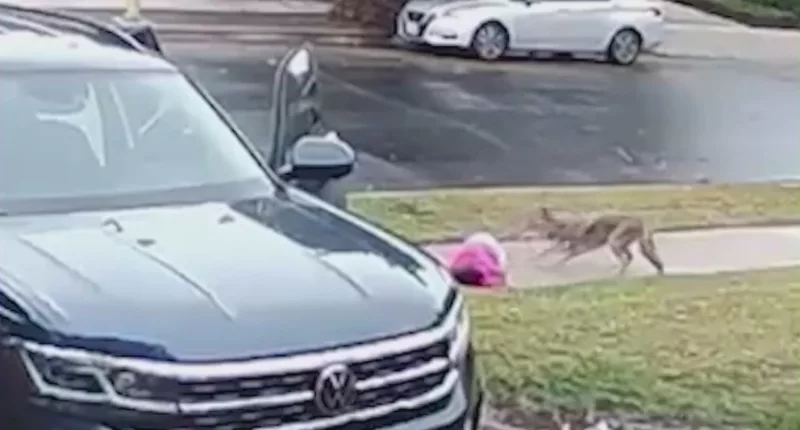 Video shows coyote attack toddler in broad daylight