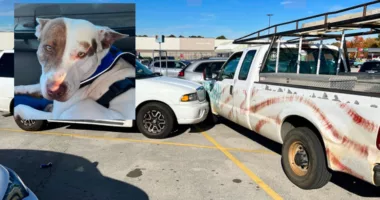 Walmart Parking Lot ‘Reckless Driver’ Is a Dog