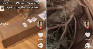 Woman does double-take over her 'realistic' $150 Christmas tree