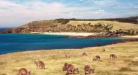 Stokes Bay on Kangaroo Island (pictured) edged out beaches in NSW and Queensland to become the state