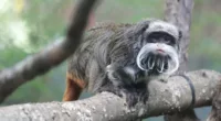 Dallas Zoo: Emperor tamarin monkeys missing
