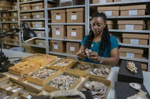 The University of Florida holds the remains of thousands of Native American ancestors – the 11th largest holding in the U.S.