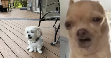 TikTokers are making their dogs sing in unusual fashion