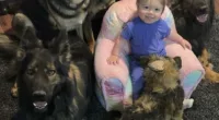 River Shell, a toddler from Tulsa, has been dubbed 'Mowgli' by her mother, after learning to walk on all fours like a dog. She is pictured here with five her mother's dogs
