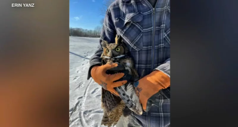 Great horned owl rescued from icy lake at Hidden Lake Park in Merrillville, Indiana will recover