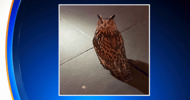 Eurasian eagle owl escapes Central Park Zoo after exhibit vandalized, officials say