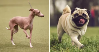 Ever wonder what happens when you mix a pug and an Italian greyhound?