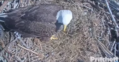 Famous Florida eagle Harriet goes missing from nest