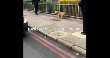 A video captures the moment police restrain a vicious dog after it bites a child in front of onlookers in Tower Hamlets, London
