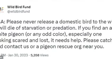 The Wild Bird Fund of Manhattan put out a statement after Flamingo the pigeon was found and brought uptown to the organization