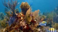 Scientists work to save Florida's coral reef