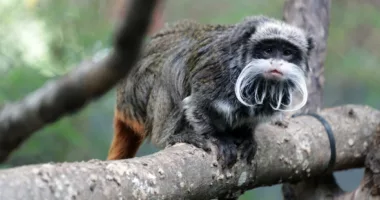 Tamarin monkeys taken from Dallas Zoo found in closet of abandoned home