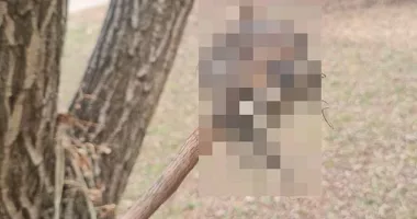 A local walker made the stomach churning discovery in the Hobart Rivulet Park on the weekend. The stick appears to be deliberately tied to the tree with vines