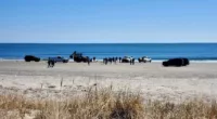 8 dolphins die after washing ashore on New Jersey beach