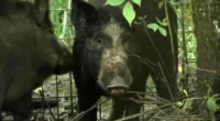 Ag & Energy: Feral Pigs