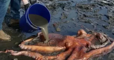 Giant Pacific octopus rescued after being stranded on shore in Washington