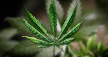 Half of South Dakota's 2023 marijuana bills succeed