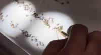 Hillsborough County on alert for new invasive mosquito species found in Florida
