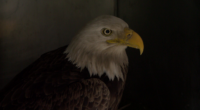 Illinois Raptor Center receives generous donations for bald eagle