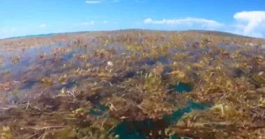 New plan to sink massive 5,000-mile-wide seaweed blob headed to Florida