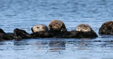Rare strain of parasite that killed 4 otters in California could pose danger to humans, researchers say