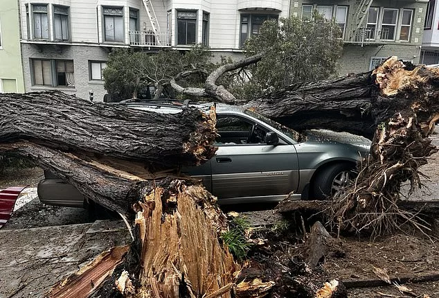 Severe winds have led to numerous downed trees in the San Francisco area, killing at least one person and injuring two others