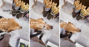 Service dog owner captures mom's perfect explanation of why her child can't pet the dog