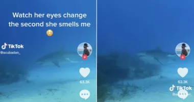 Shark smells scuba diver nearby — reaction caught on camera