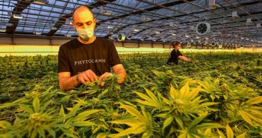 A greenhouse at a CBD cannabis production company in Switzerland (file photo). As part of a three-and-a-half-year scientific study starting this summer, 2,100 residents of Zurich residents will be allowed to buy regulated doses of the recreational drug for personal use