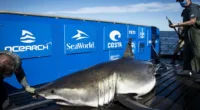 Trackers spot a 1,400-pound great white shark off the coast of North Carolina