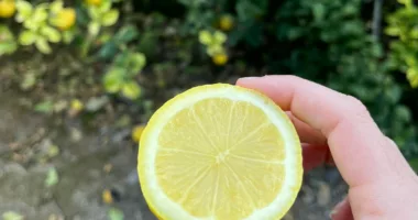 Why Seedless Lemons Are Taking Over Grocery Stores’ Citrus Section