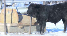 Will a strain of flu in cows make humans sick?