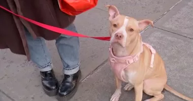 Woman rescues abandoned dog left in NYC subway in Manhattan after seeing Instagram post