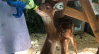 Wildlife Center of Virginia prepares for boom in baby animals referred to as "baby season"