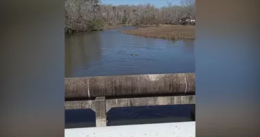 ‘Beat up by other dolphins,’ dolphin stuck in Virginia creek