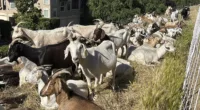 Goats grazing to prevent wildfires could lose their jobs due to California labor law