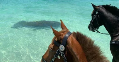PHOTOS: Police horses meet manatee while cooling off in water at Anna Maria Island