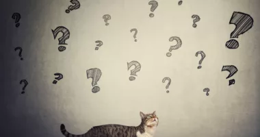 Unraveling the Enigma: Understanding the feline mind