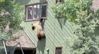 The unexpected visitor at the Steamboat Springs residence spent several minutes gaging whether he would be able to make the jump from the second story window