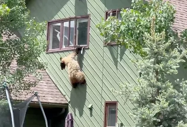 The unexpected visitor at the Steamboat Springs residence spent several minutes gaging whether he would be able to make the jump from the second story window