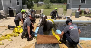 Florida firefighters rescue horse from swimming pool