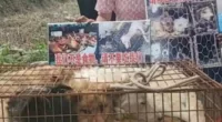 Thousands of dogs, both stray and pets, are snatched off the streets or stolen from families, and then crammed into tiny wire cages where they are then transported across China to Yulin